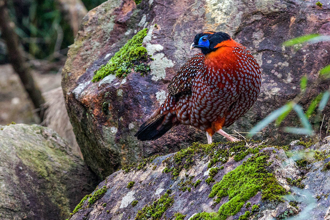 红腹角雉,雄性的它要比雌性的美丽很多,你觉得呢