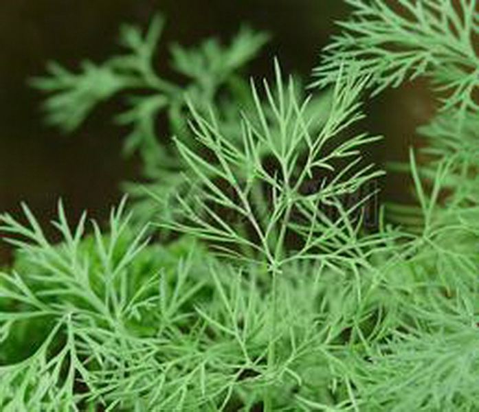 这种草,在古时候称"洋茴香",具有促进消化的作用