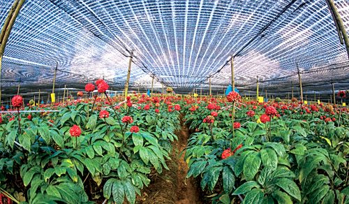 文山三七企业家:杨朝文工匠精神登上中央电视频道