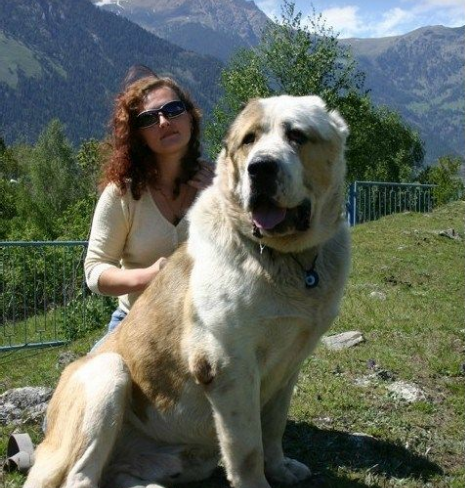 适合女生养的巨型犬图片