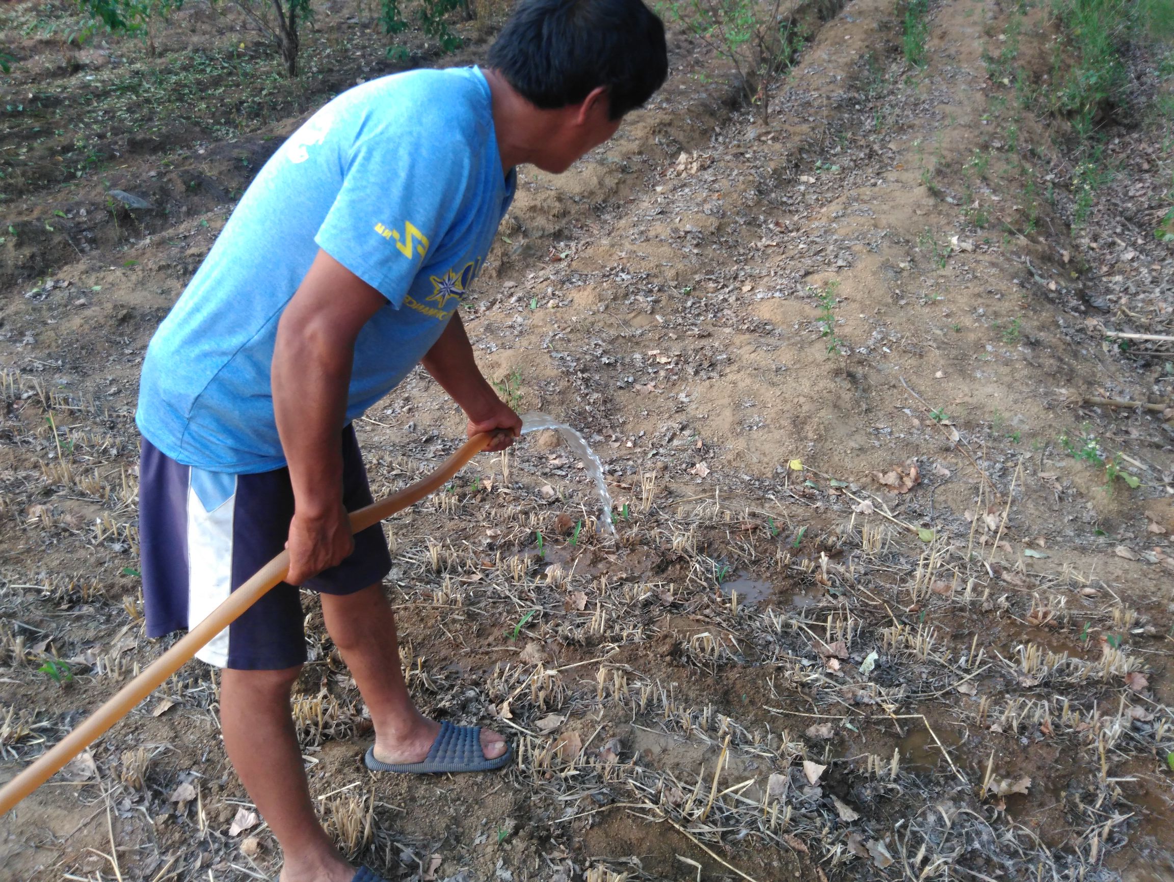 几天不下雨,庄稼旱的叶都黄了,农民伯伯拉着水泵去地里浇水