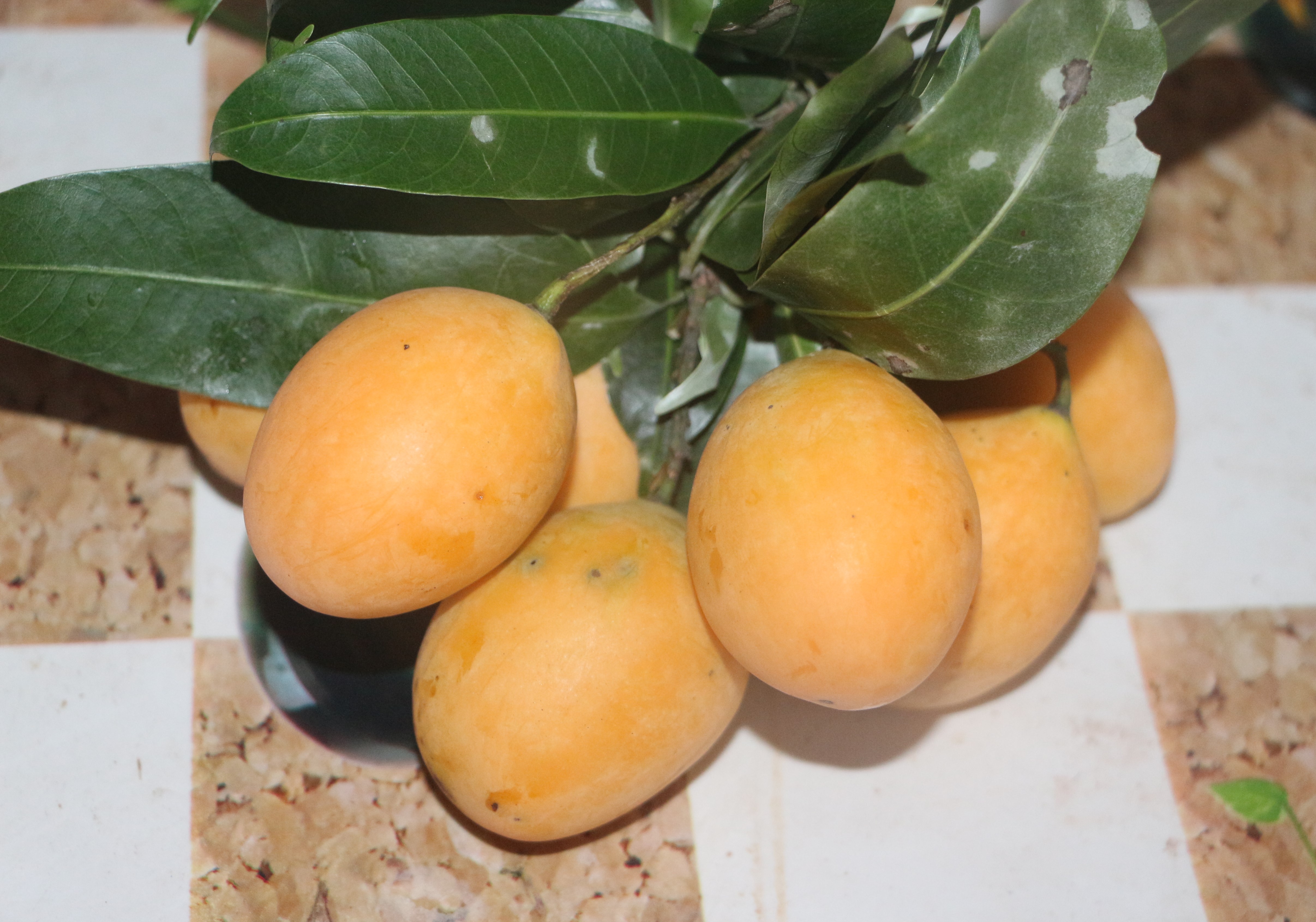 好小巧又好吃的泰国枇杷芒