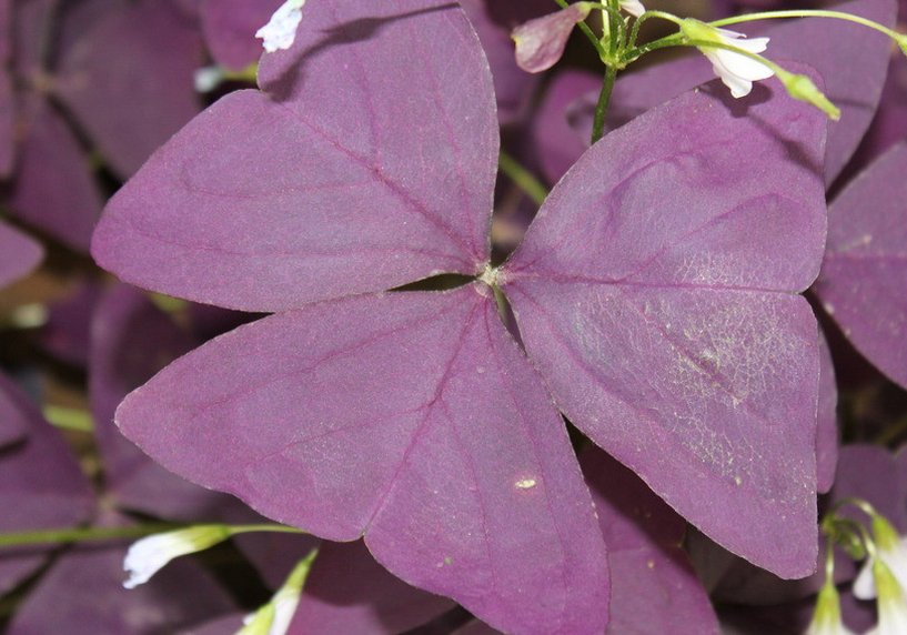 紫叶酢浆草(幸运草)的养殖方法!赶紧收藏吧!