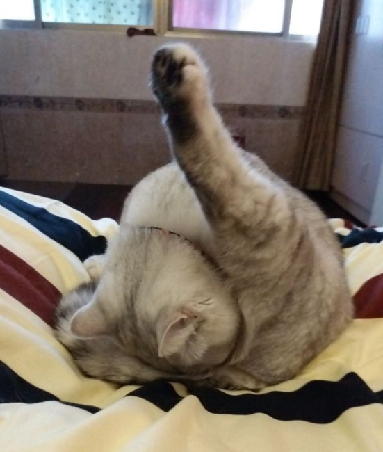 猫咪上完厕所后,抬腿闻了一下,表情立马变了:味道辣眼睛!