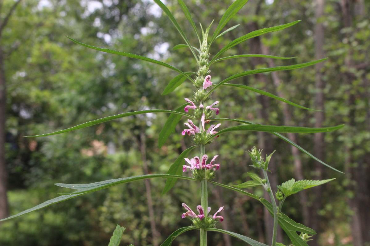 农村路边的"益母蒿",是野菜也是草药,能活血化瘀对女人好