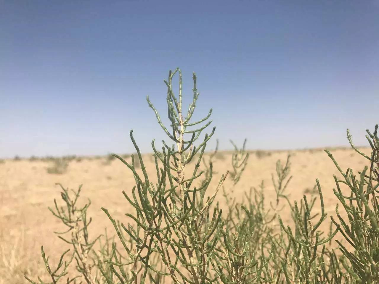 蚂蚁森林不是虚拟,真的将荒芜的沙漠变成了一片片的绿色!