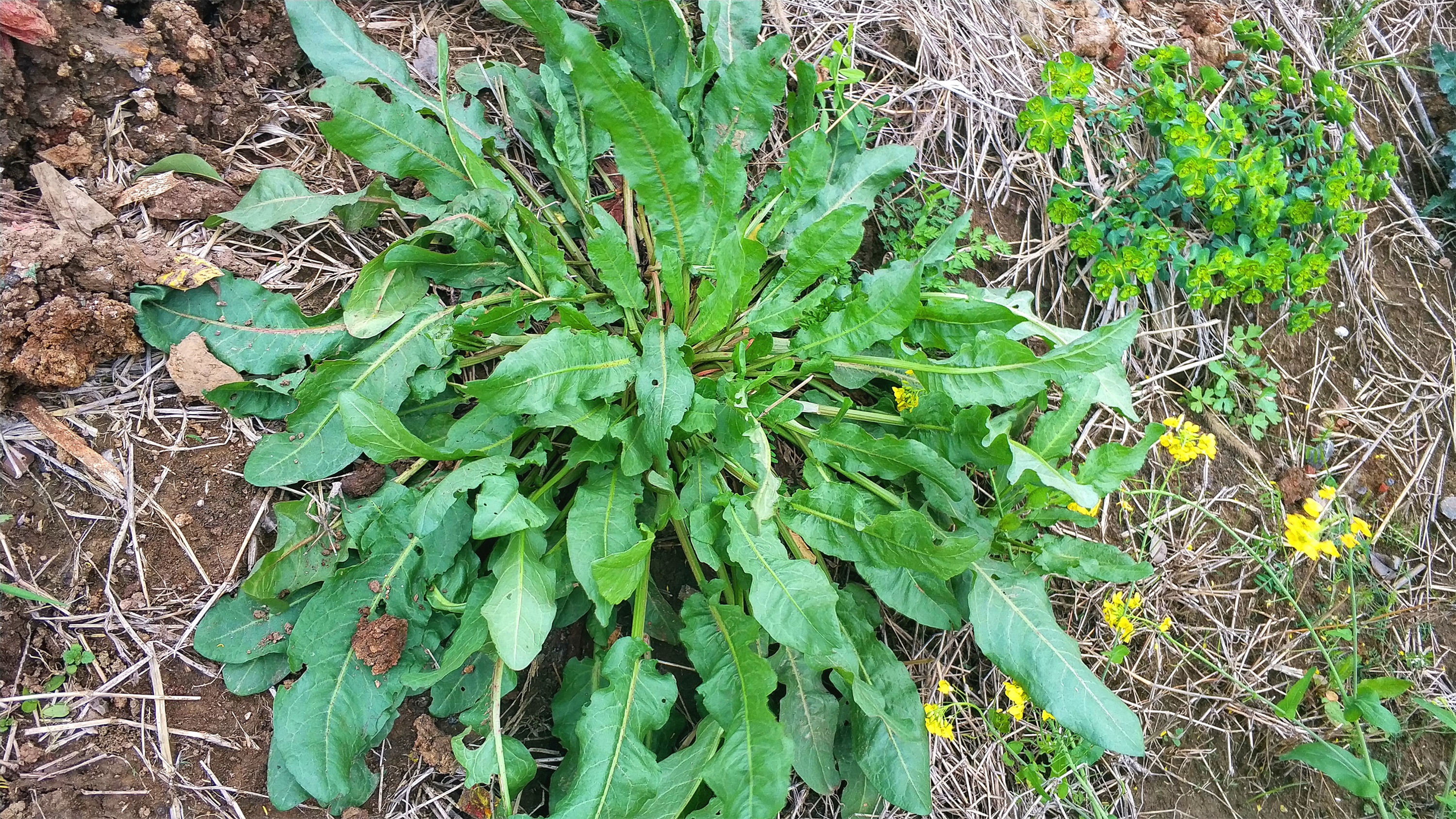油菜田里的酸野菜,农民拿来喂猪,却不知它能治"便秘"