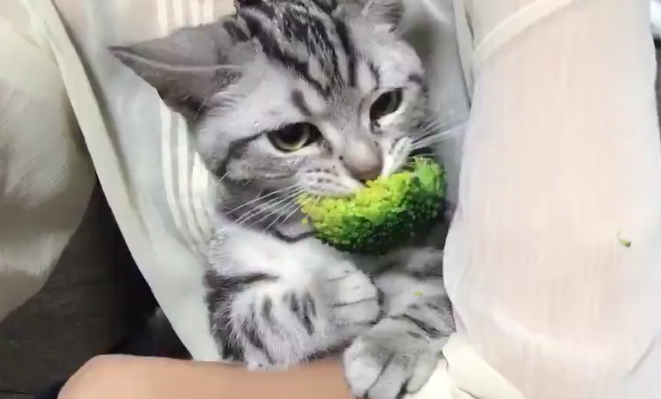 小花猫偷吃花椰菜,被主人逮个正着,面对镜头它依旧不卑不亢!