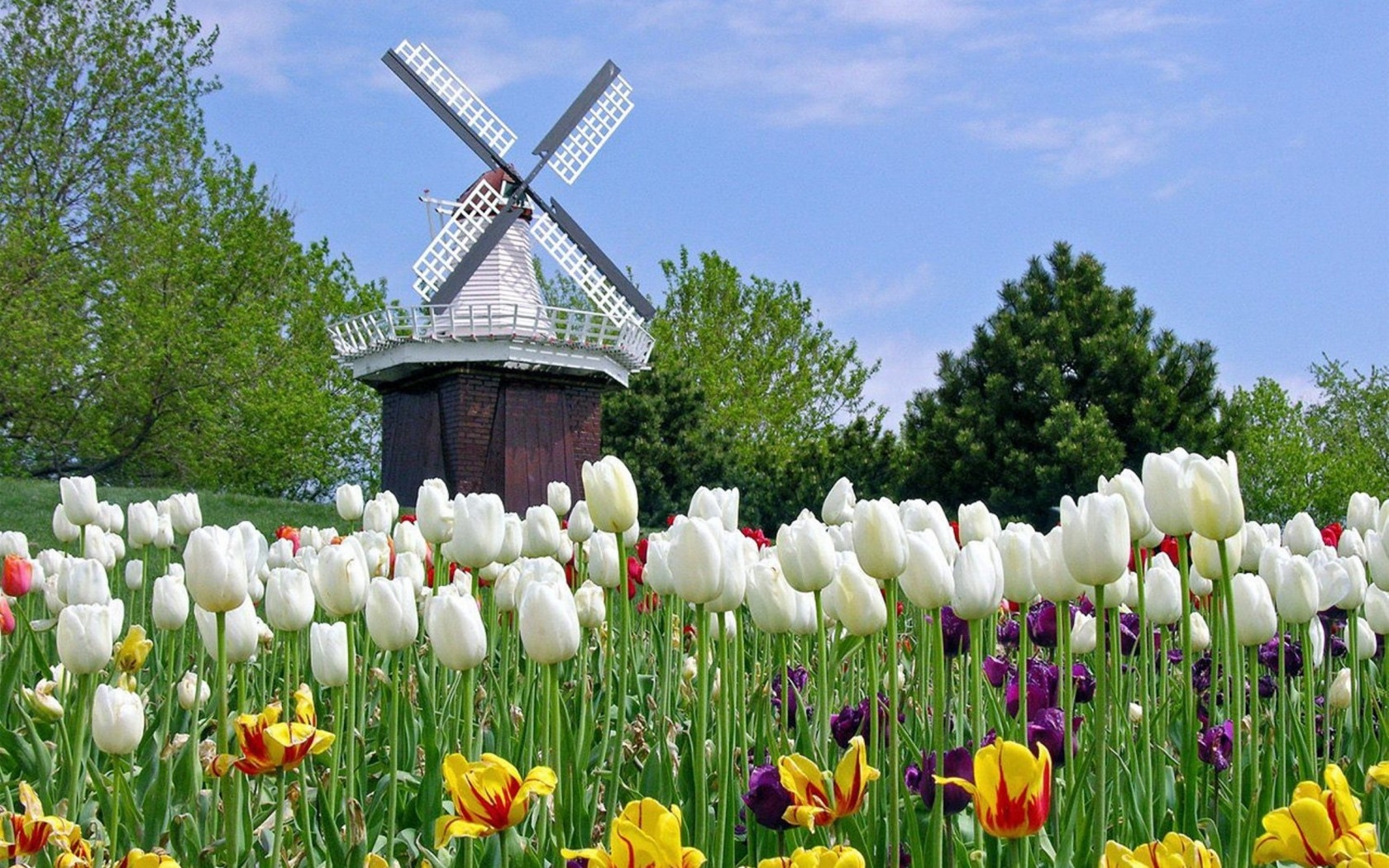 荷兰旅行的最佳季节是什么时候?这个时候去能看到满园郁金香哦!