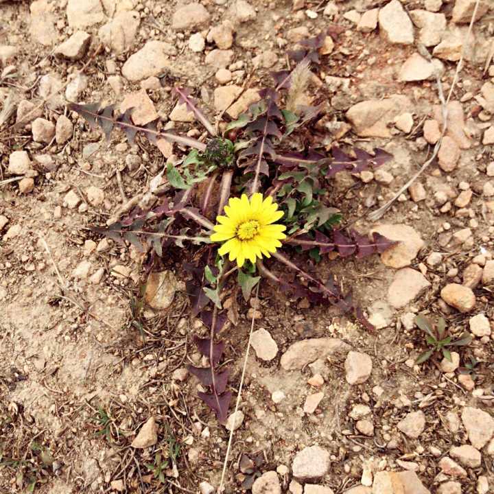 小小黄黄苗,清热好疗效