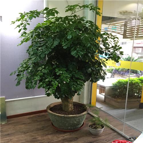 养殖富贵树要知道这些,否则就不要浪费钱