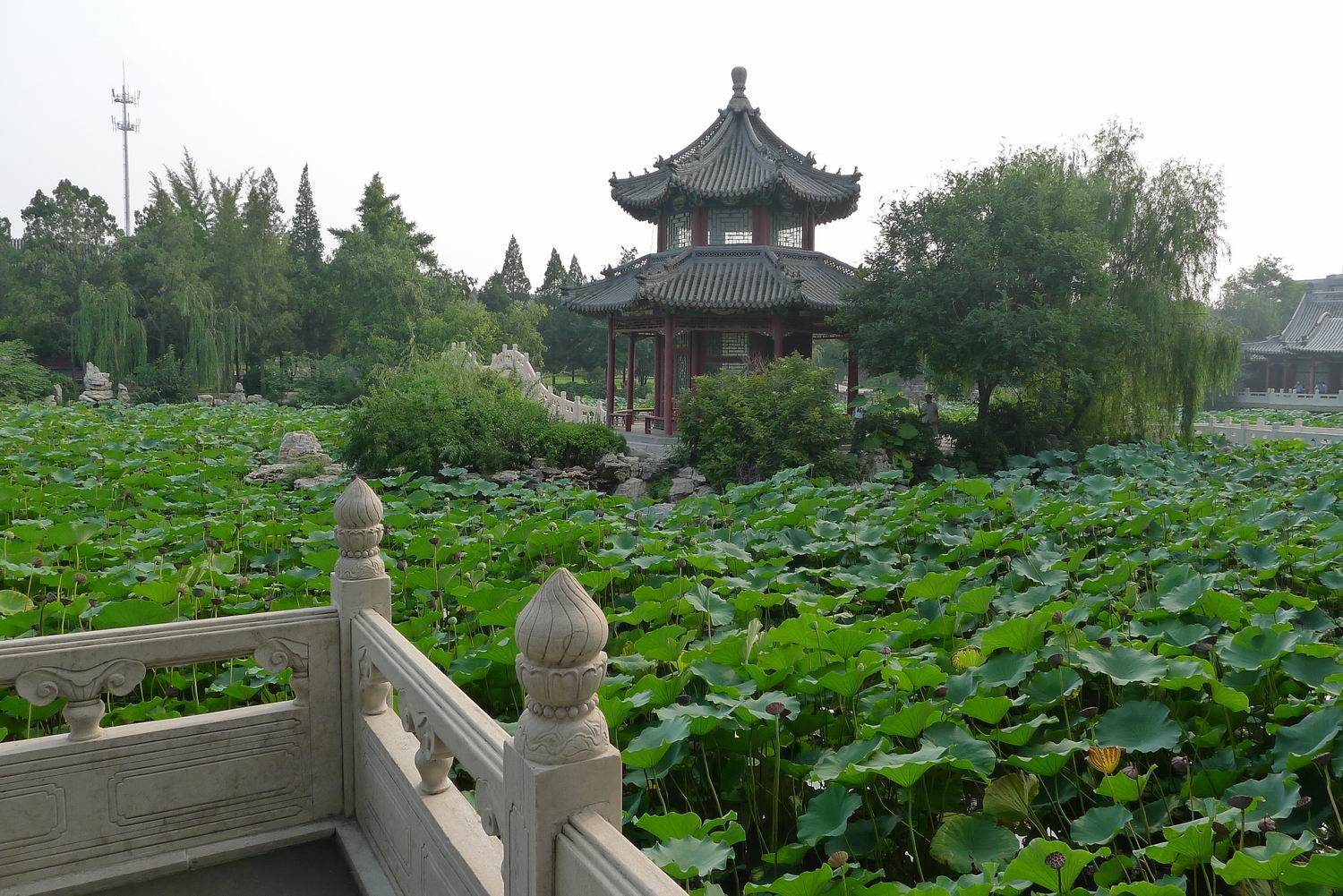 这里的古莲花池,是花开的季节,春季旅游的好地方