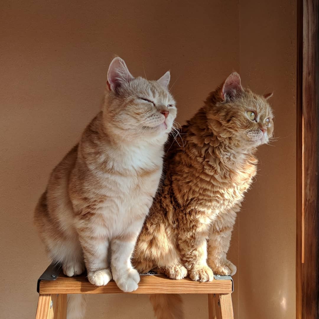 超萌!养一对猫咪姐妹花,每天都爱意满满