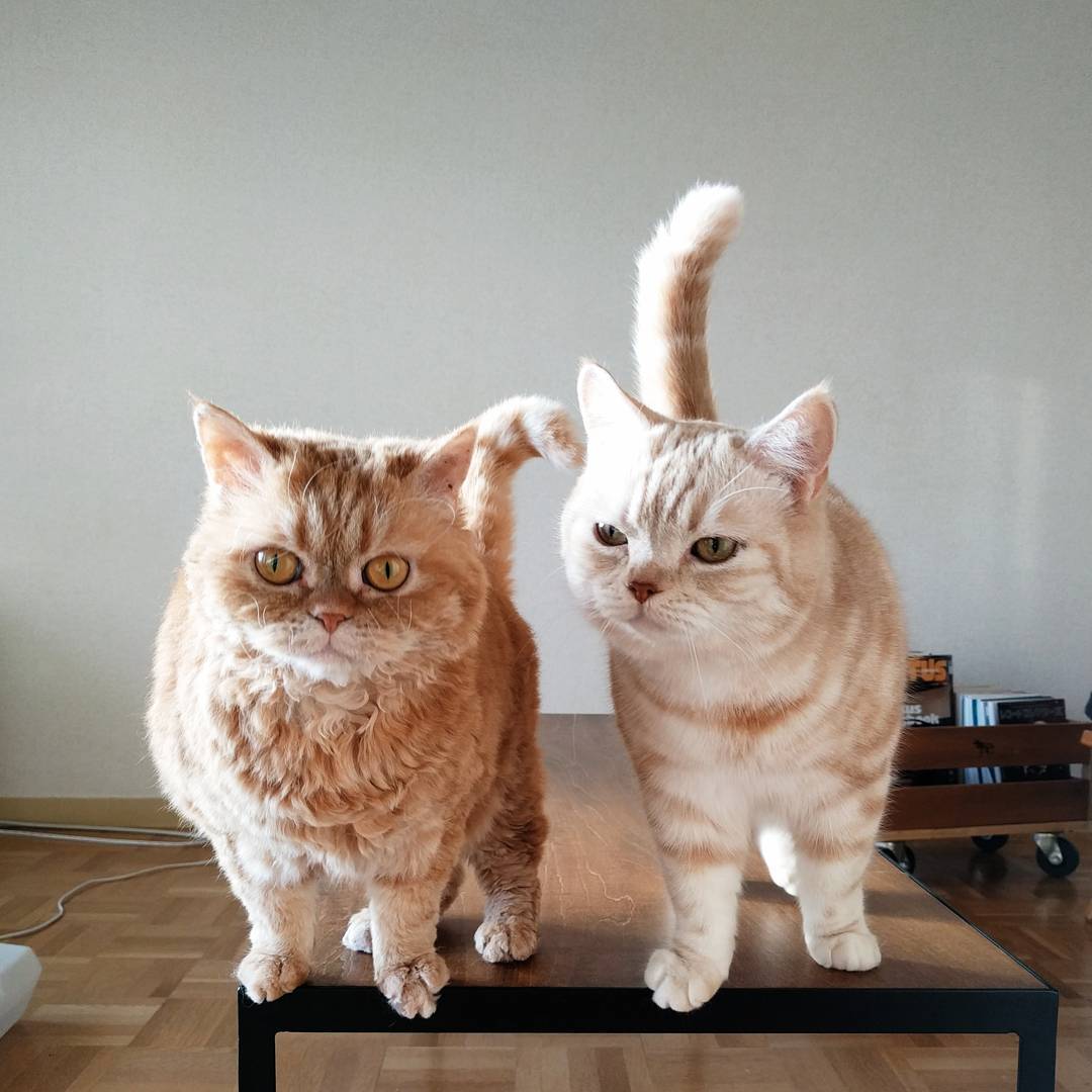 超萌!养一对猫咪姐妹花,每天都爱意满满