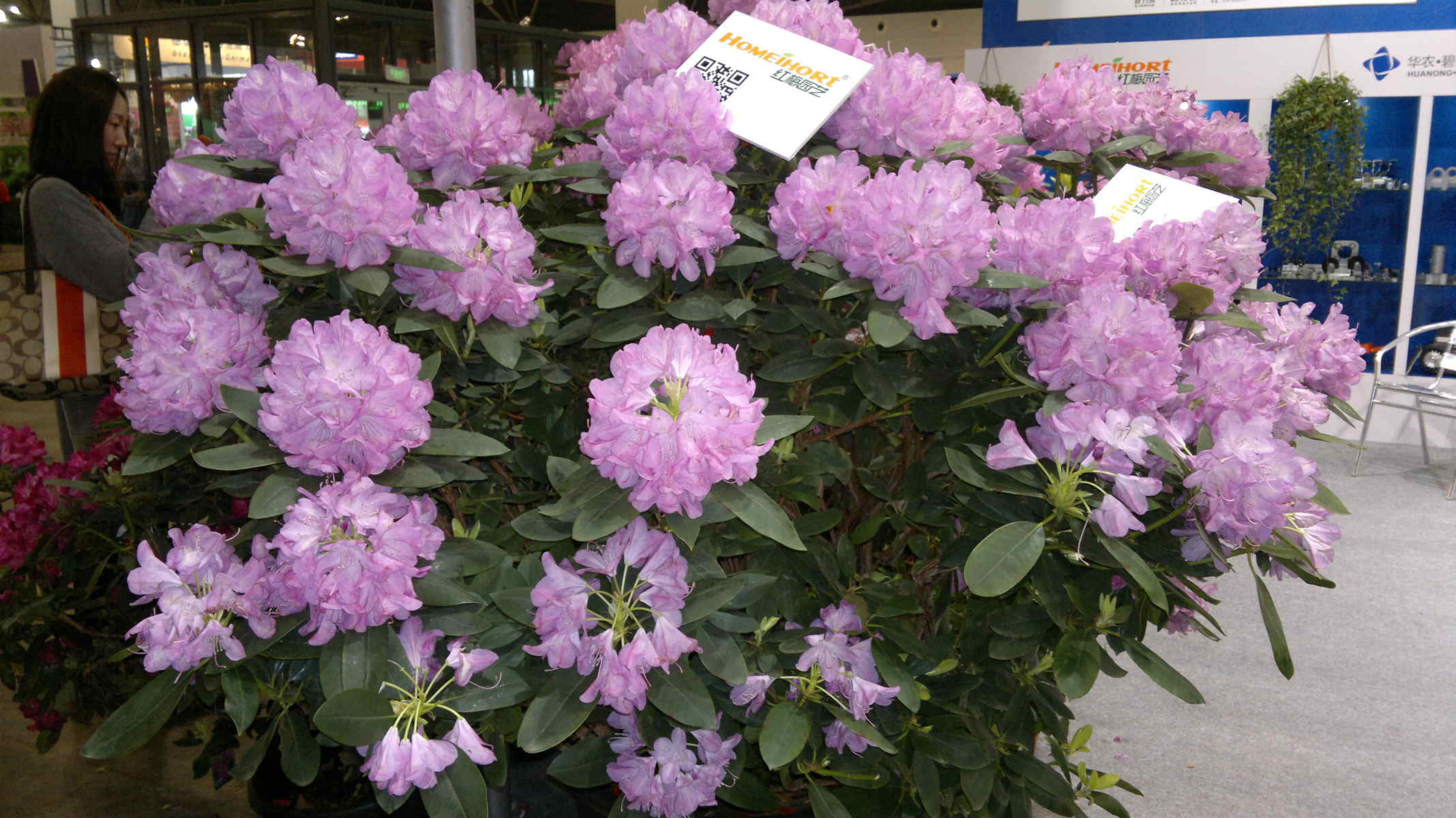 绮丽多姿杜鹃花,枝繁叶茂,是春天旅游值得去的好地方