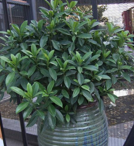 华灰莉木的养殖方法!喜欢的赶紧收藏起来吧!