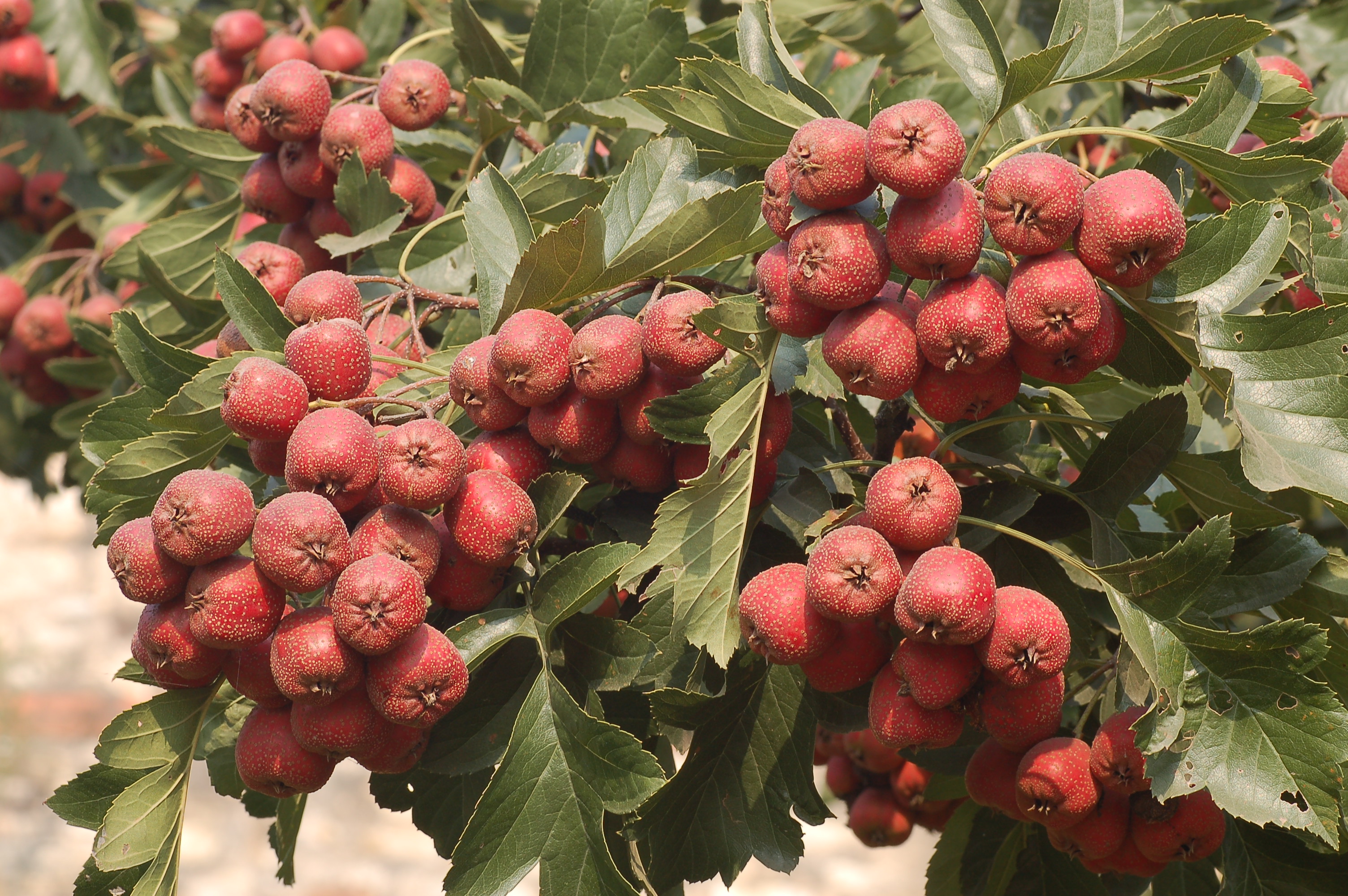 果亮红色的红果树,小枝粗壮,你知道是什么吗