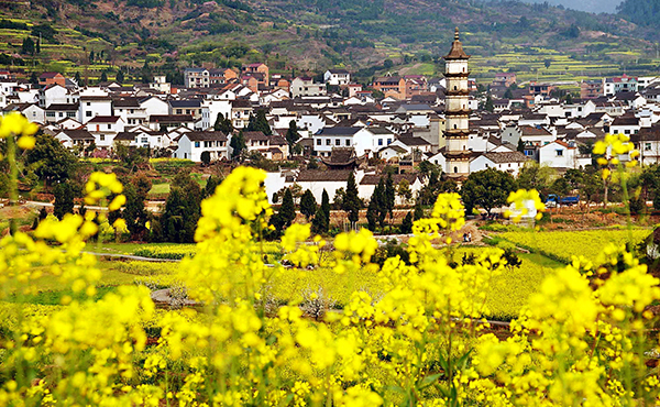 建德三都八亩丘  坐着车"九曲十八弯"往山上走,八亩丘山间,一丛丛白色
