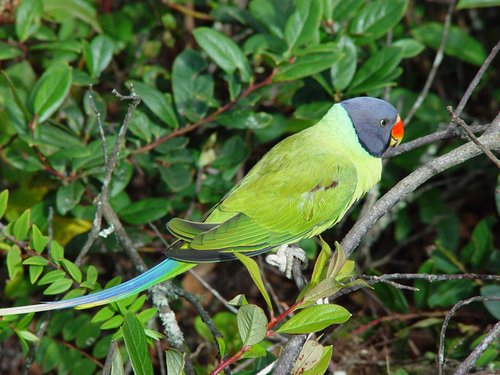 灰头鹦鹉,是世界濒危物种,它的美丽让人一看到就会爱上
