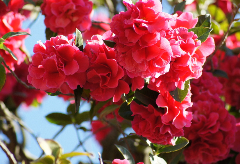 玉峰寺万朵茶花开了,邀约上三五亲朋好友,快快去赏花吧