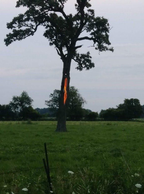 被雷劈的树木,从树干开始冒火