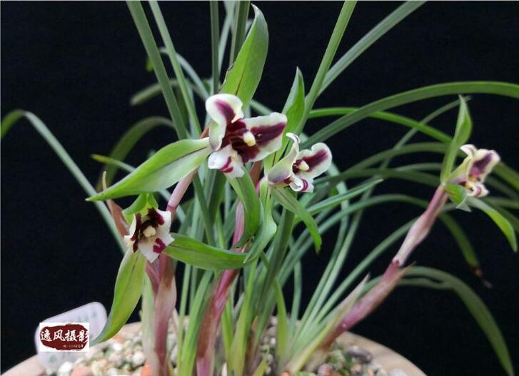 春兰虎蕊蝶开品,真不愧是蝶花中的佼佼者!