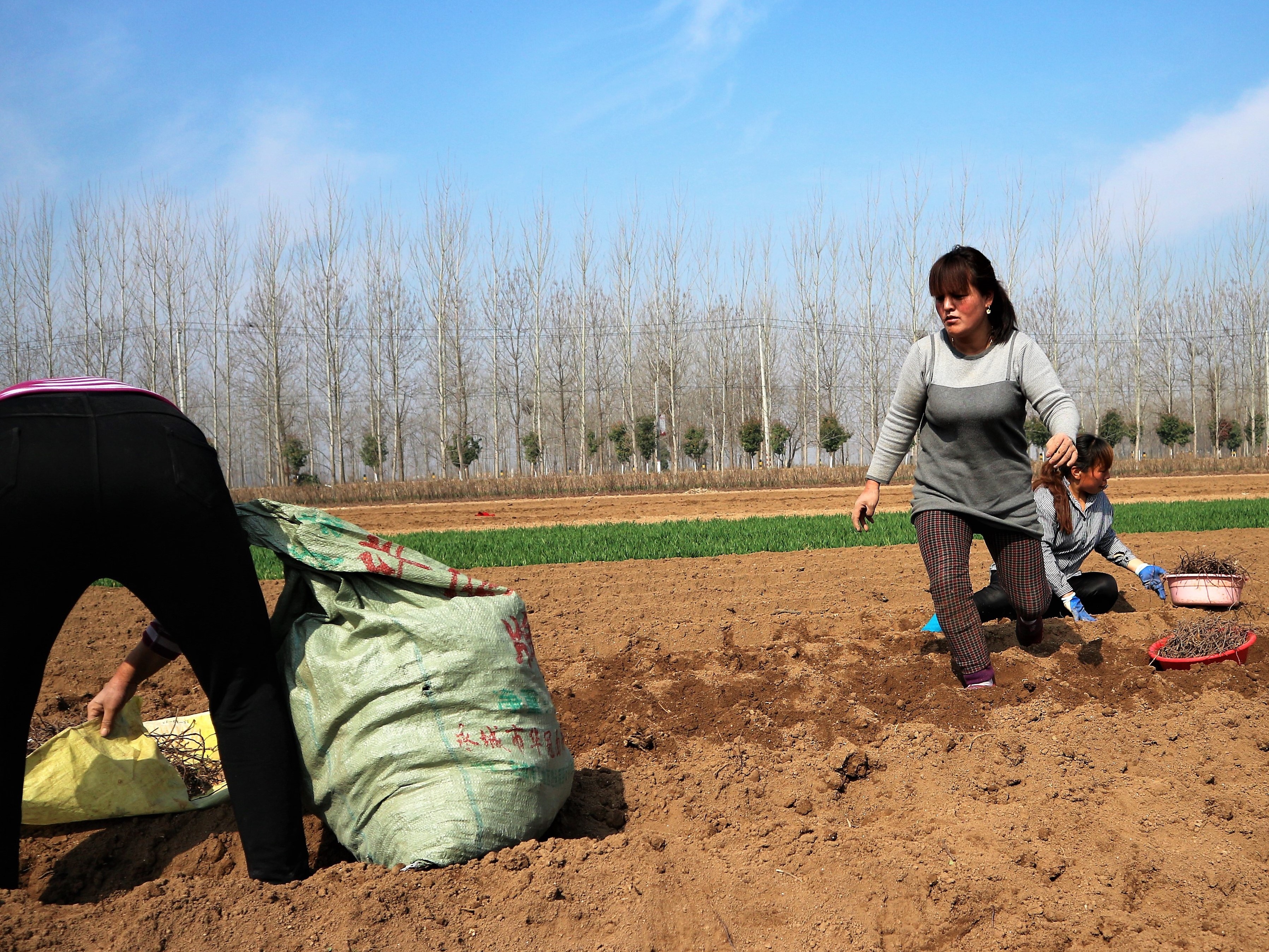 摄影组图:留守妇女干农活日赚百元很知足