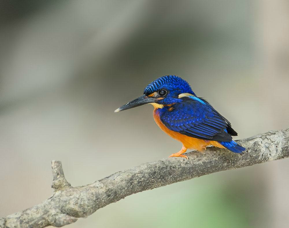 蓝耳翠鸟,小型攀禽,羽毛颜色很靓丽,嘴是最大的标志