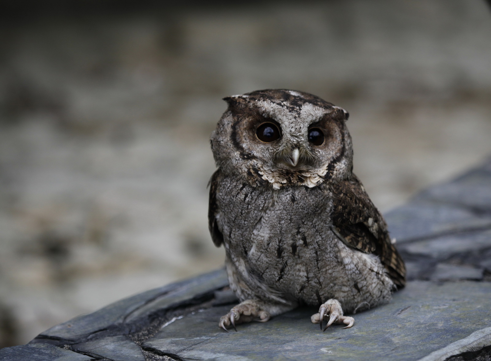 领角鸮,1988年被评为我国的国家二级重点保护动物