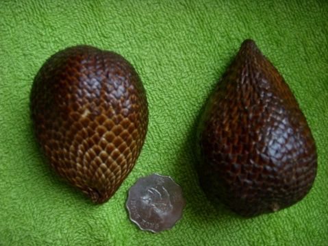 假如你快渴死了,上帝却送你4种最难吃的水果,4选1,你会怎么选