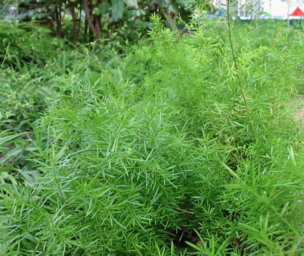 松叶武竹的养殖方法!喜欢的赶紧收藏起来吧!