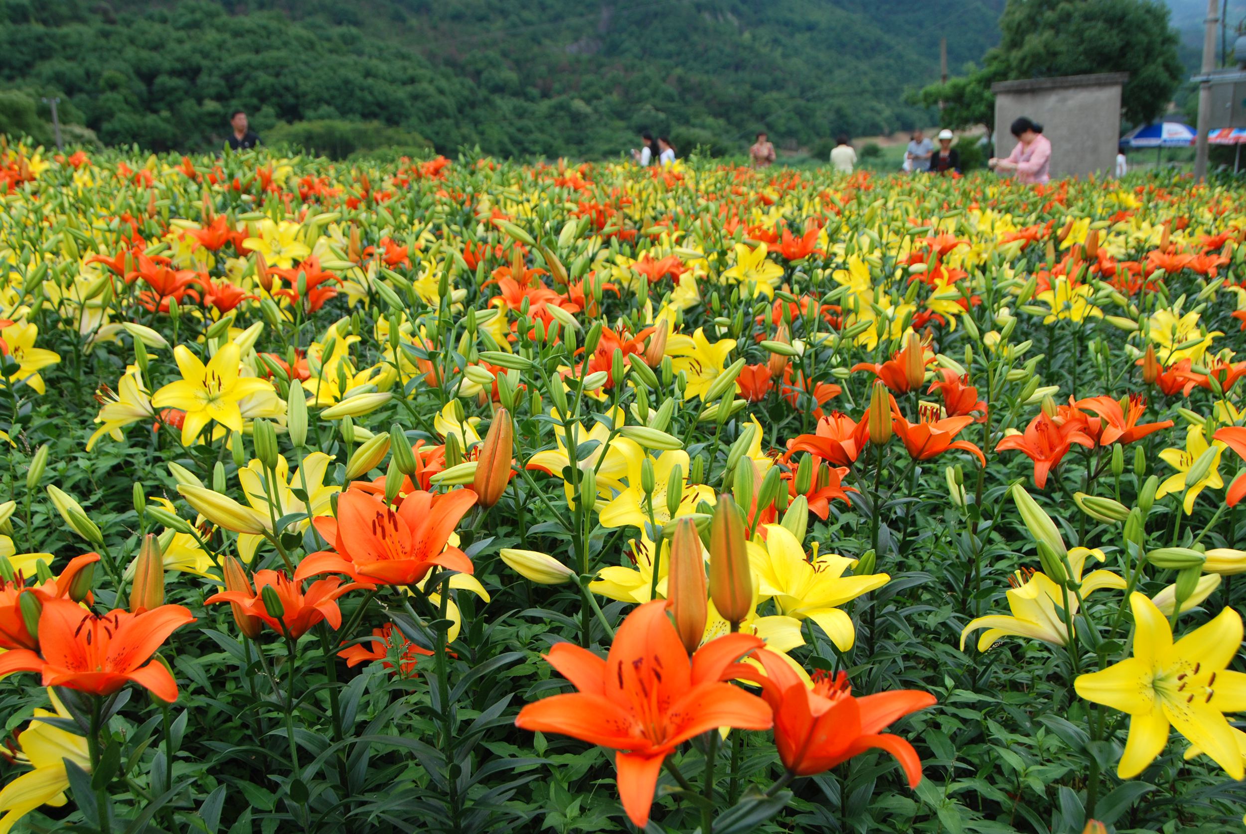 颜色鲜艳的百合,清心安神,是你春天赏花的季节