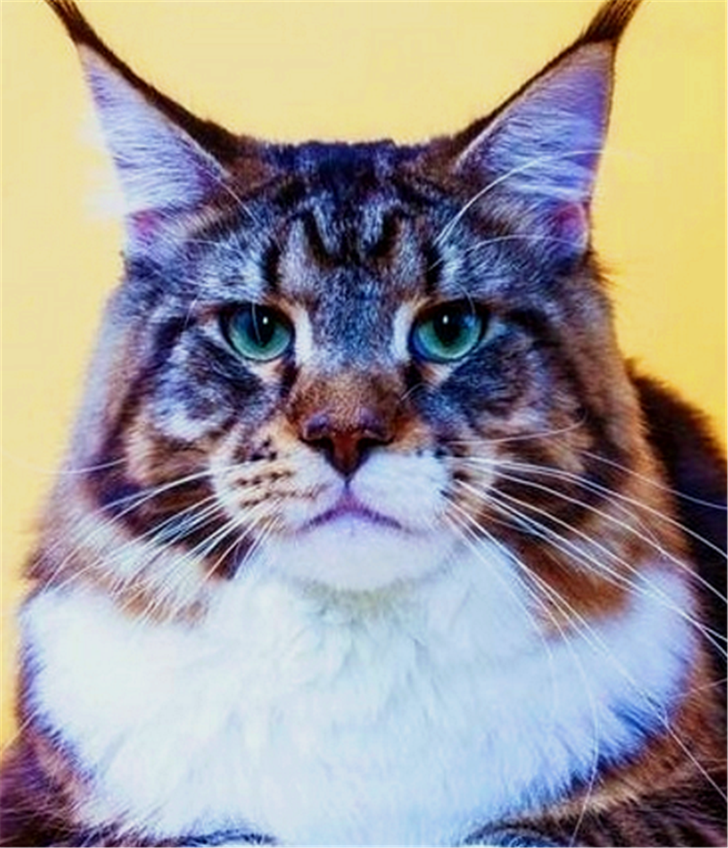 全球最贵的9大猫品种,第一绝对是土豪养的,售价63万还是限量的