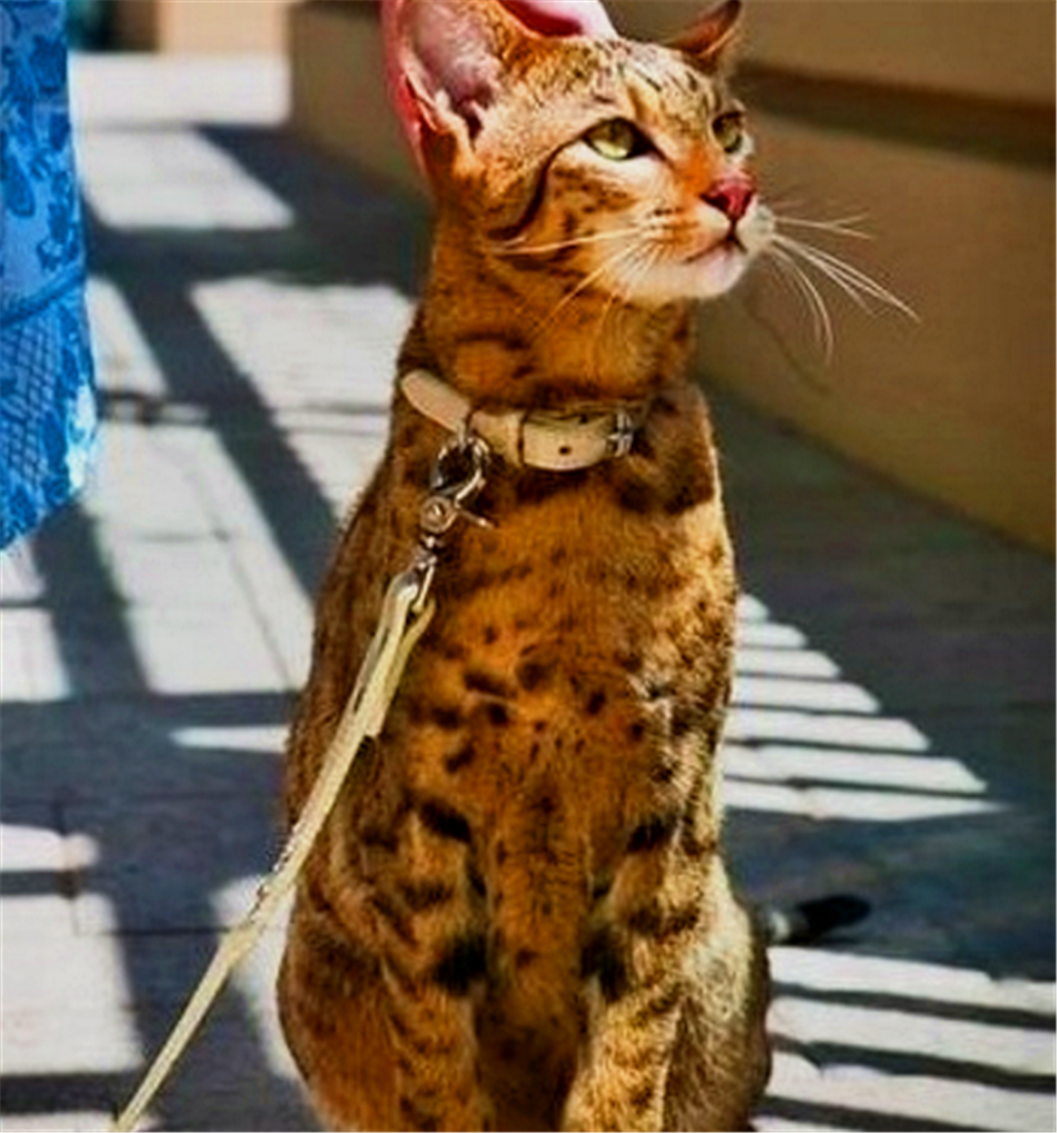 全球最贵的9大猫品种,第一绝对是土豪养的,售价63万还是限量的