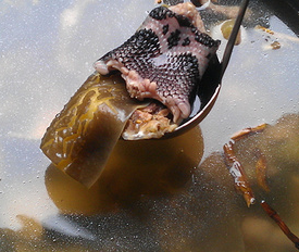 如何将可怕的蛇肉烹饪成美食