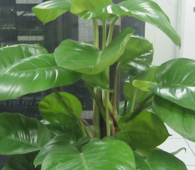 琴叶喜林芋如何养殖!喜欢的赶紧收藏起来吧!