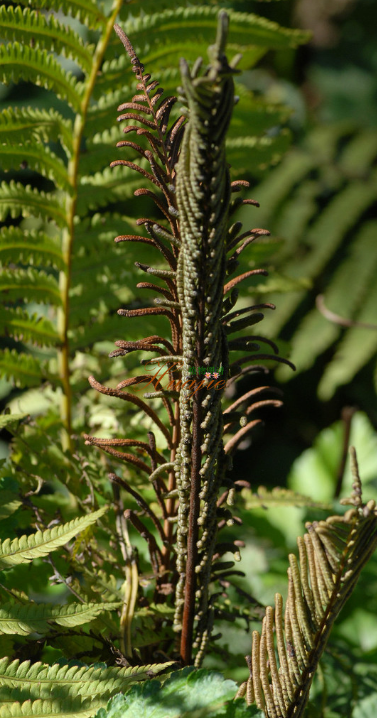 疣茎乌毛蕨的养植和护理!喜欢的赶紧收藏起来吧!