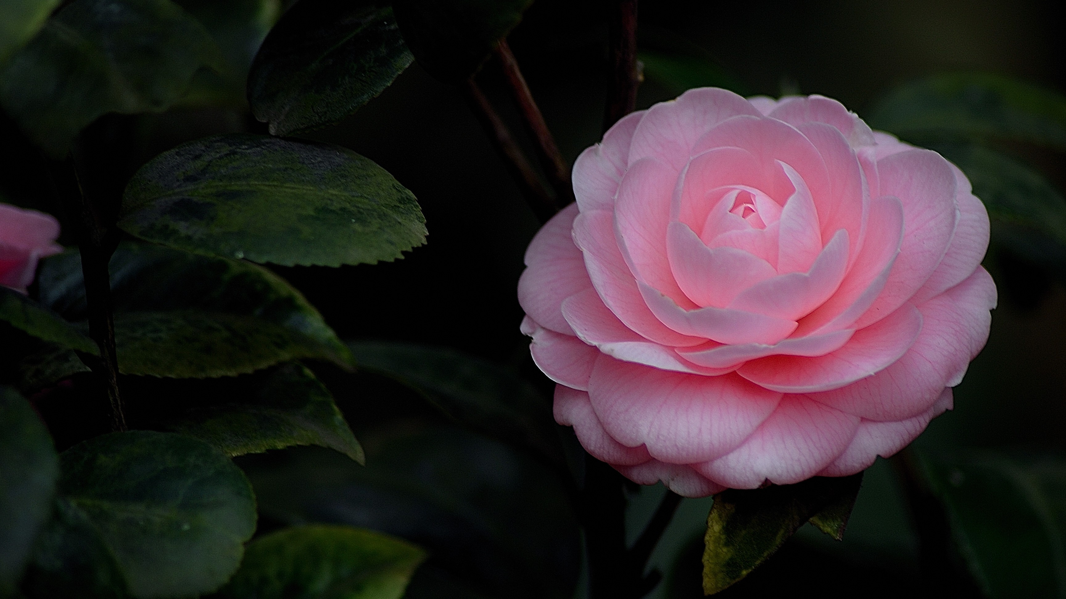 山茶花因其植株形姿优美,花形艳丽缤纷,而受到世界园艺界的珍视