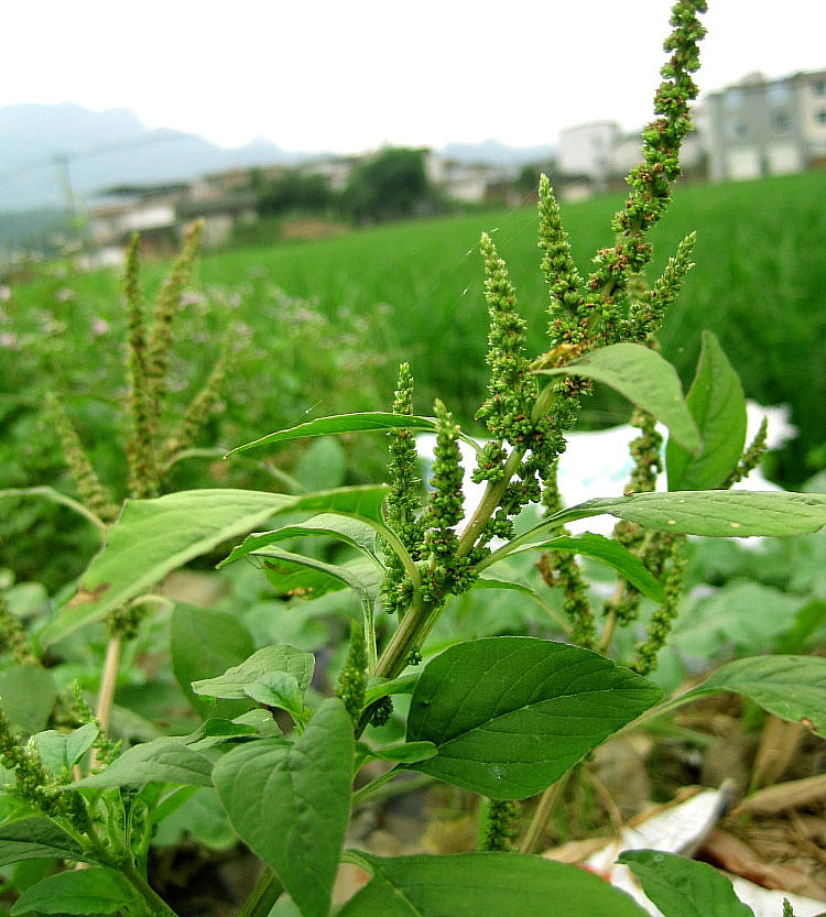 野菜味美作用大——野莧菜