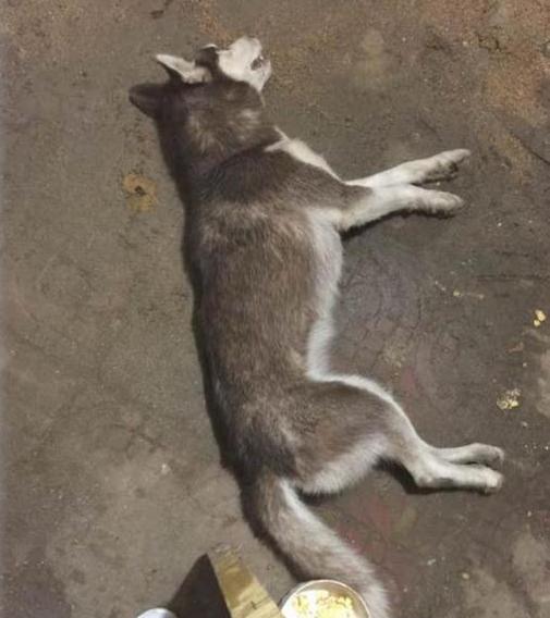 吃货哈士奇因为一串羊肉串,就把自己给吃死了