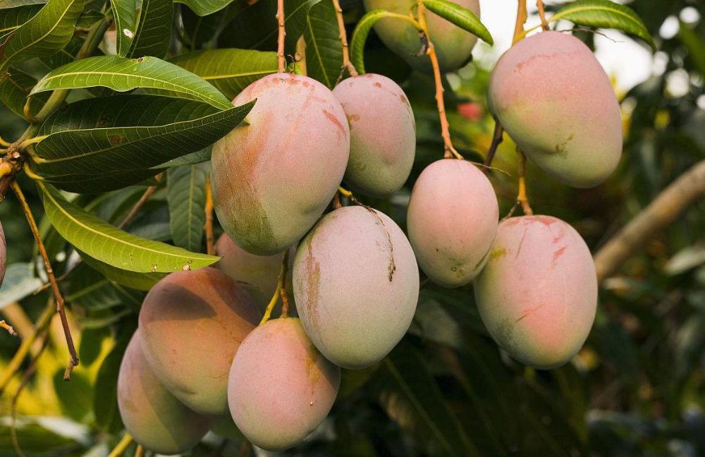 红香蕉,第一次听说还有这样的香蕉,估计这辈子也没有机会看到吧,因为