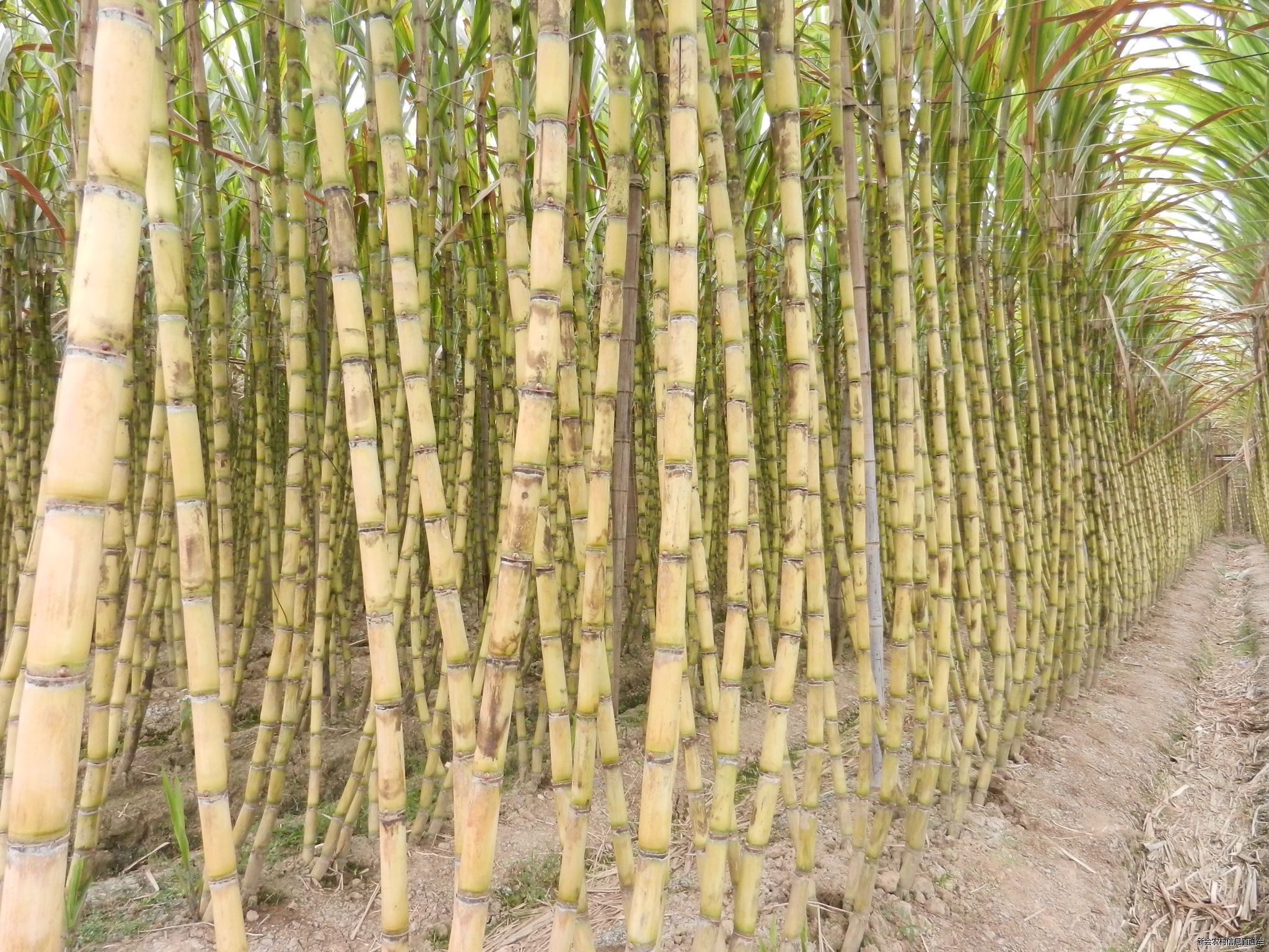 冬季吃甘蔗的功效 这样吃甘蔗功效最好