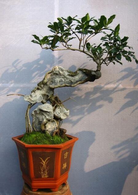 桂花盆景如何制作 桂花盆景的制作方法
