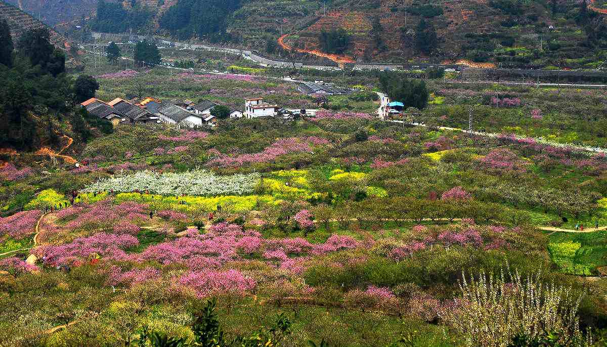 韶关九峰镇花海图片