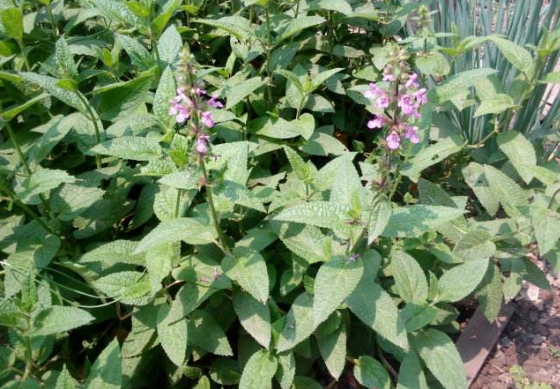 螺丝菜一般在春秋这两个季节采收,由于需求量大而且有一定的经济价值