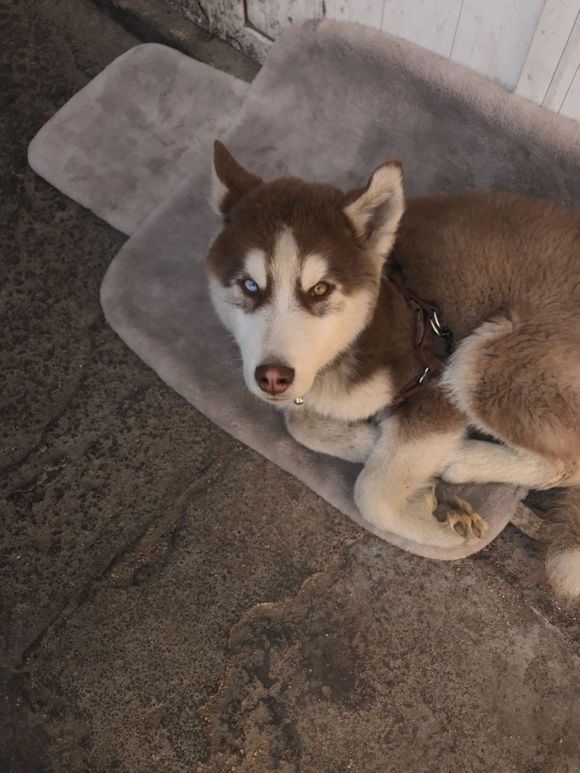 爷爷带回家一只自带阴阳眼的"大狼狗",我一看这狗狗乐坏了