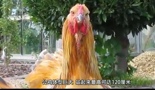 中国谁的鸡最大图片