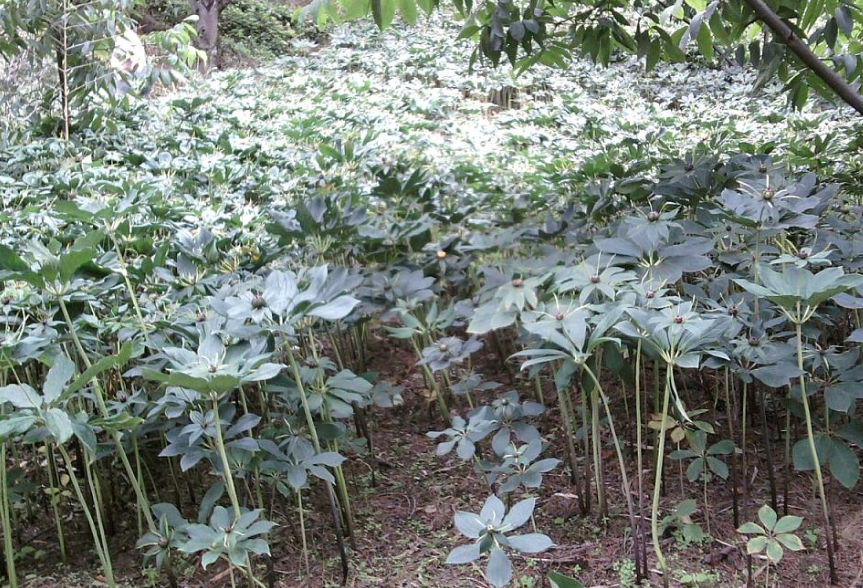 農村這草是雲南白藥配方之一,能活血化瘀抗菌鎮痛,你們見過嗎?