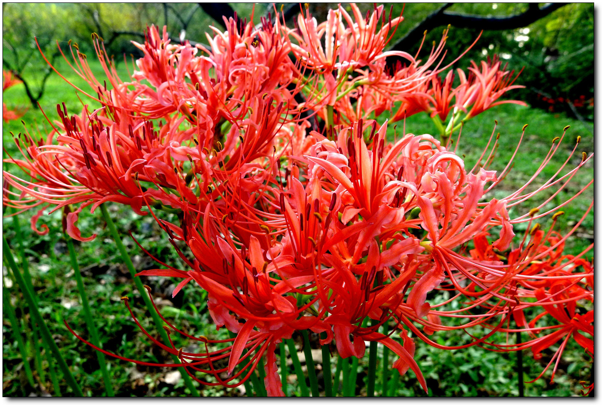 石蒜,因其花和叶具有不能见面的特性,因此又被称为无情无义的花