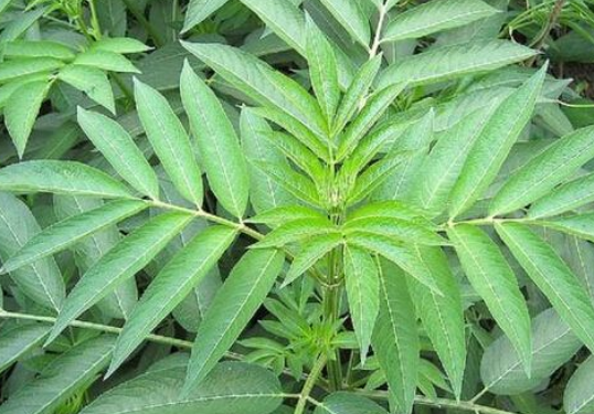 路边看到这种"臭草",别错过了,它对治疗跌打损伤可是有奇效